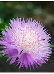 Cirsium muticum blume samen for anpflanzung - drought tolerant, heirloom & gmo free samen for home garten
 
 sale samen for anpflanzung in home garten