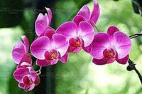 Violett Schmetterling Orchidee Blumensamen zur Aussaat – pflegeleicht – Traditionssorte & ohne Gentechnik Samen Hausgarten
