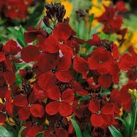 Heirloom scarlet blume samen for anpflanzung long bloom season heirloom & gmo free samen for home garten 
 
 sale for anpflanzung in home garten