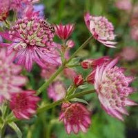 Masterwort blume samen for anpflanzung - garten favorite, heirloom & gmo free samen for home garten
 
 sale samen for home garten