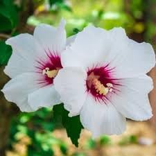 Syriacus blume samen for anpflanzung - pollinator friendly, heirloom & gmo free samen for home garten
 
 sale samen for anpflanzung in home garten