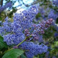 Integerrimus blume samen for anpflanzung - fragrant blossoms, heirloom & gmo free samen for home garten
 
 sale samen for anpflanzung in home garten