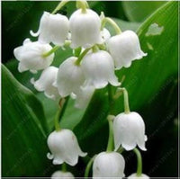 Maiglöckchen indoor rare bell-orchidee for anpflanzung