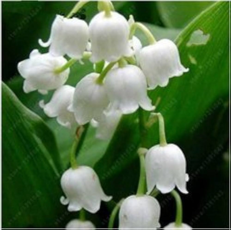 Maiglöckchen indoor rare bell-orchidee for anpflanzung