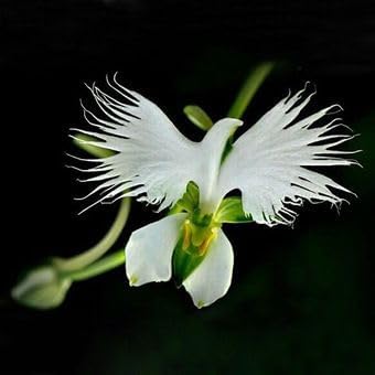 Japonesa garza flores blume samen for anpflanzung - vibrant colors, heirloom & gmo free samen for home garten
 
 sale for anpflanzung in home garten