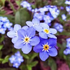 Myosotis blume samen for anpflanzung seasonal bloomer heirloom & gmo free samen for home garten 
 
 sale for anpflanzung in home garten