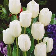 Tulip blume samen for anpflanzung - garten favorite, heirloom & gmo free samen for home garten
 
 sale for anpflanzung in home garten.