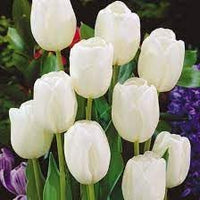 Tulip blume samen for anpflanzung - garten favorite, heirloom & gmo free samen for home garten
 
 sale for anpflanzung in home garten.
