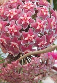Burgundy hoya blume samen for anpflanzung - hardy variety, heirloom & gmo free samen for home garten
 
 sale for anpflanzung in home garten