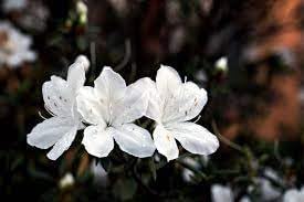 Azalea blanco blume samen for anpflanzung fragrant blossoms heirloom & gmo free samen for home garten 
 
 sale for anpflanzung in home garten