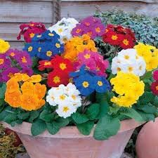 Heirloom polyanthus blume samen for anpflanzung wildflower mix heirloom & gmo free samen for home garten 
 
 sale for anpflanzung in home garten