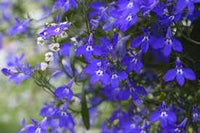 Erinus blume samen for anpflanzung - wildflower mix, heirloom & gmo free samen for home garten
 
 sale for anpflanzung in home garten.
