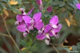 September bush blume samen for anpflanzung cottage garten essential heirloom & gmo free samen for home garten 
 
 sale for anpflanzung in home garten