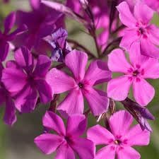 Catchfly (catchfly blume) samen for anpflanzung in home garten