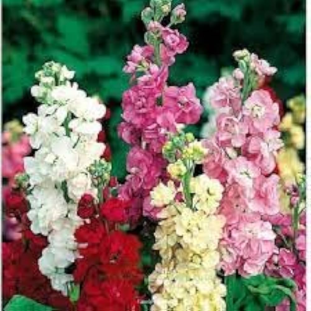 Imperial Blend Levkoje Stock Blumensamen