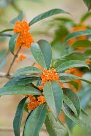 Heirloom osmanthus tree blume samen for anpflanzung easy to grow heirloom & gmo free samen for home garten 
 
 sale for anpflanzung in home garten