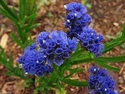 Statice pale blau blume samen for anpflanzung - shade tolerant, heirloom & gmo free samen for home garten
 
 sale samen for home garten