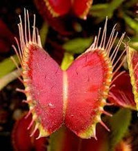 Venus blume samen for anpflanzung premium quality heirloom & gmo free samen for home garten 
 
 sale samen for home garten anpflanzung