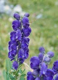 Wolfsbane blume samen for anpflanzung shade tolerant heirloom & gmo free samen for home garten 
 
 sale for anpflanzung in home garten