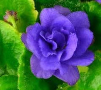 Plat firm blume samen for anpflanzung compact growth heirloom & gmo free samen for home garten 
 
 sale samen for home garten anpflanzung