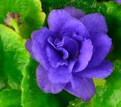 Plat firm blume samen for anpflanzung compact growth heirloom & gmo free samen for home garten 
 
 sale samen for home garten anpflanzung