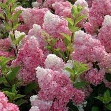 Hydrangea paniculata blume samen for anpflanzung - low maintenance, heirloom & gmo free samen for home garten
 
 sale for anpflanzung in home garten.