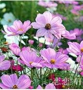 Lila landscape autumn blume samen for anpflanzung - drought tolerant, heirloom & gmo free samen for home garten
 
 sale for anpflanzung in home garten