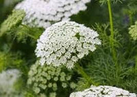 Bishop's blume samen for anpflanzung long bloom season heirloom & gmo free samen for home garten 
 
 sale for anpflanzung in home garten