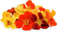 Kapuzinerkresse Tropaeolum Majus Blumensamen
