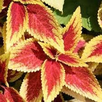 Mixed coleus samen blume samen for anpflanzung - pollinator friendly, heirloom & gmo free samen for home garten
 
 sale for anpflanzung in home garten