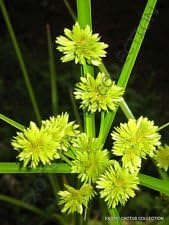Gelb cyperus papyrus blume samen for anpflanzung - cut blume favorite, heirloom & gmo free samen for home garten
 
 sale samen for anpflanzung in home garten