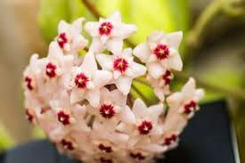 Fresh hoya blume samen for anpflanzung - easy to grow, heirloom & gmo free samen for home garten
 
 sale samen for anpflanzung in home garten