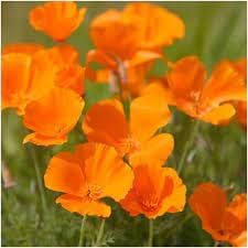Cali blume samen for anpflanzung premium quality heirloom & gmo free samen for home garten 
 
 sale for anpflanzung in home garten