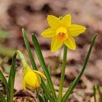 Narcissus asturiensis blume samen for anpflanzung - perfect for borders, heirloom & gmo free samen for home garten
 
 sale for anpflanzung in home garten.