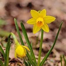 Narcissus asturiensis blume samen for anpflanzung - perfect for borders, heirloom & gmo free samen for home garten
 
 sale for anpflanzung in home garten.