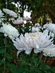Chrysanthemum weiß blume samen for anpflanzung - premium quality, heirloom & gmo free samen for home garten
 
 sale samen for anpflanzung in home garten