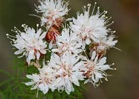 Summer farewell blume samen for anpflanzung low maintenance heirloom & gmo free samen for home garten 
 
 sale for anpflanzung in home garten