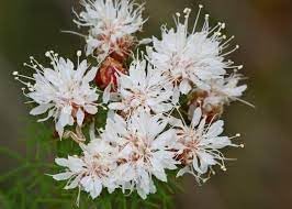 Summer farewell blume samen for anpflanzung low maintenance heirloom & gmo free samen for home garten 
 
 sale for anpflanzung in home garten