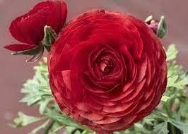 Rot ranunculus blume samen for anpflanzung - compact growth, heirloom & gmo free samen for home garten
 
 sale for anpflanzung in home garten.
