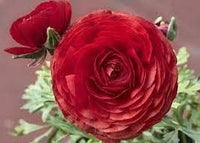 Rot ranunculus blume samen for anpflanzung - compact growth, heirloom & gmo free samen for home garten
 
 sale for anpflanzung in home garten.