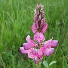 Onobrychis blume samen for anpflanzung perfect for borders heirloom & gmo free samen for home garten 
 
 sale for anpflanzung in home garten