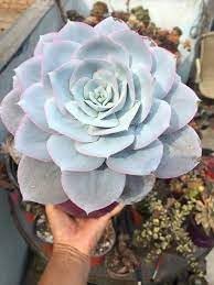 Echeveria blume samen for anpflanzung - vibrant colors, heirloom & gmo free samen for home garten
 
 sale for anpflanzung in home garten.