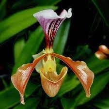 Slipper orchid blume samen for anpflanzung - perfect for borders, heirloom & gmo free samen for home garten
 
 sale for anpflanzung in home garten.