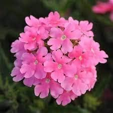 Baby rosa verbena blume samen for anpflanzung - garten favorite, heirloom & gmo free samen for home garten
 
 sale for anpflanzung in home garten