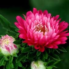 Dark rot rare rose blume samen for anpflanzung – premium nongmo heirloom samen for garten 
 
 sale for anpflanzung in home garten