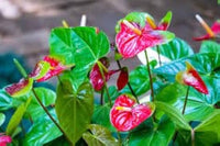 Multi Flamingoblume Blumensamen zur Aussaat saisonal Dauerblüher Traditionssorte & ohne Gentechnik Samen Hausgarten