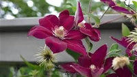 Gelb lila clematis blume samen for anpflanzung - pollinator friendly, heirloom & gmo free samen for home garten
 
 sale for anpflanzung in home garten.