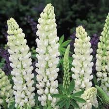 Lupinus albus blume samen for anpflanzung - long bloom season, heirloom & gmo free samen for home garten
 
 sale for anpflanzung in home garten.