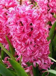 Mixed hyacinth blume samen for anpflanzung - bright blooms, heirloom & gmo free samen for home garten
 
 sale for anpflanzung in home garten
