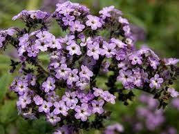 Heliotrope Marine Blau Samen duftend – Blau Blüten